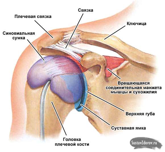 болит плечо после ушиба при поднятии руки вверх лечение