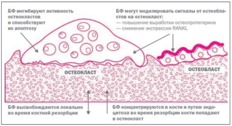 что лучше при переломах мумие или остеогенон