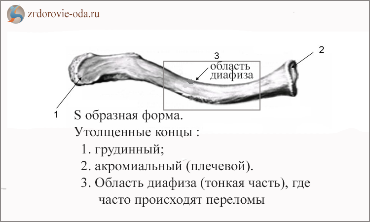 Ключицы положение. Строение ключицы вид сверху и снизу. Ключица это трубчатая кость. Ключица анатомия строение. Ключица анатомия строение рисунок.