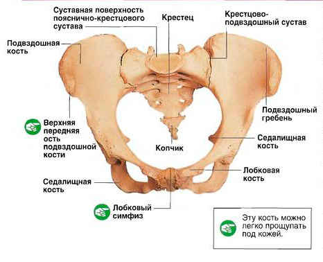 перелом копчика симптомы и последствия у мужчин