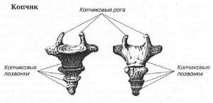 перелом копчика у ребенка симптомы и последствия