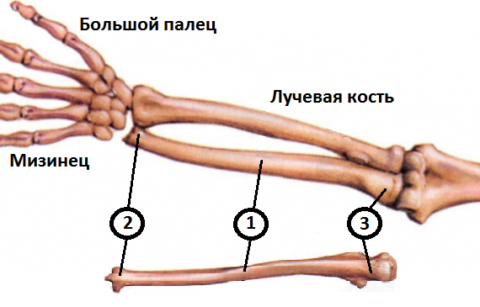 перелом локтевой кости в нижней трети механизм