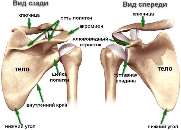 переломы проксимального отдела плечевой кости у детей