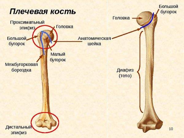 переломы проксимального отдела плечевой кости у детей