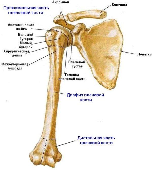 переломы проксимального отдела плечевой кости у детей