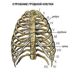 признаки перелома грудной клетки и первая помощь