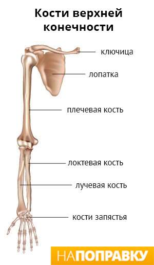 с переломом руки к какому врачу идти