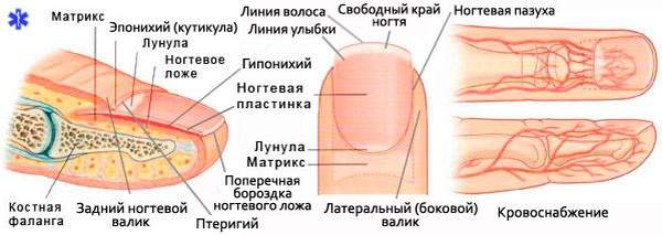 сильный ушиб ногтя на руке что делать как быстро вылечить