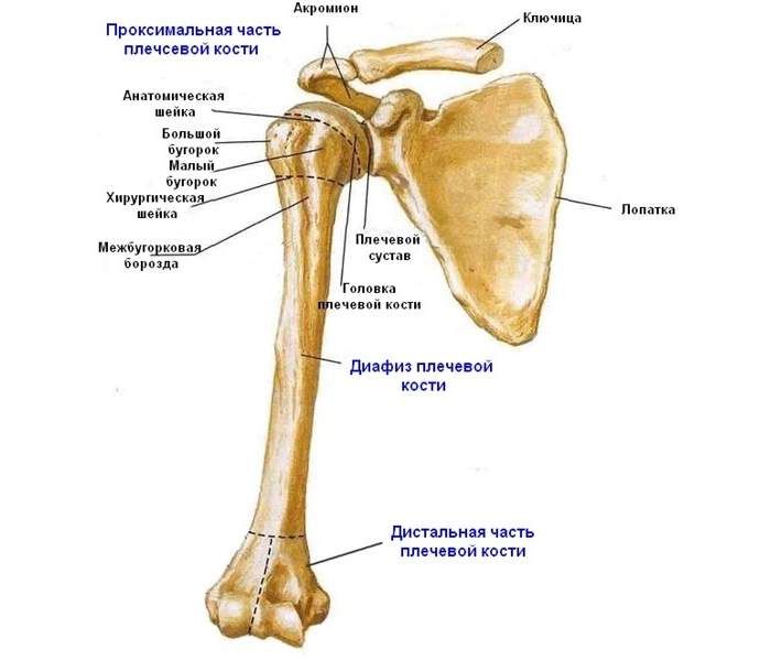 сколько болит рука после перелома плечевой кости