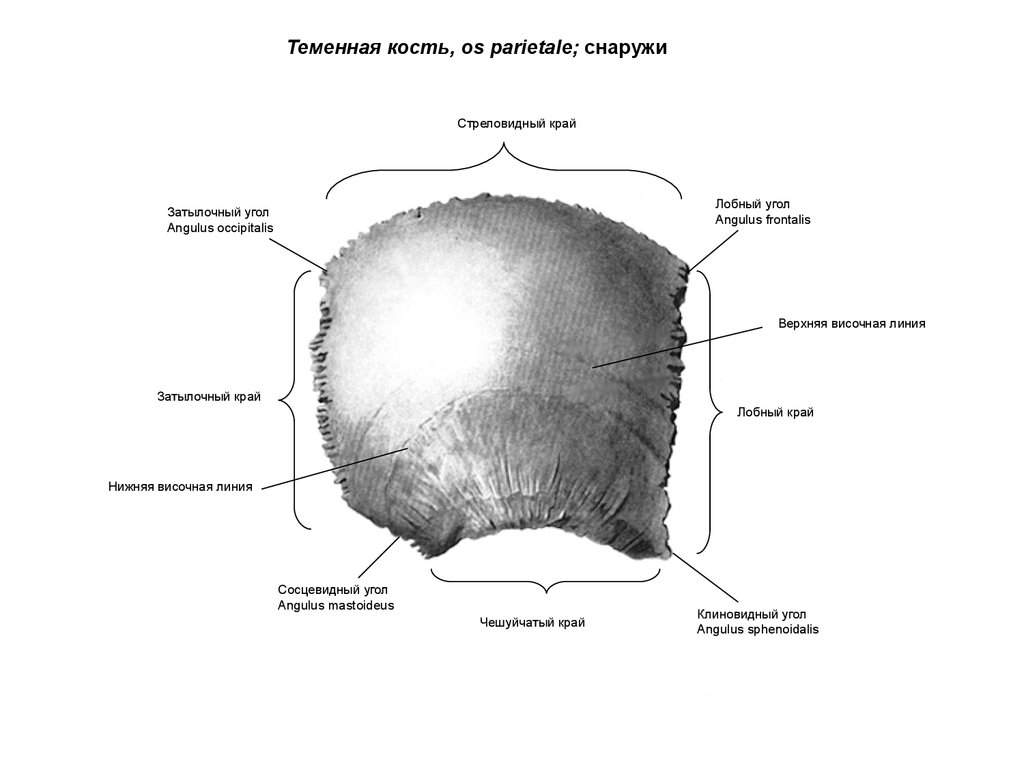 у ребенка перелом теменной кости черепа у