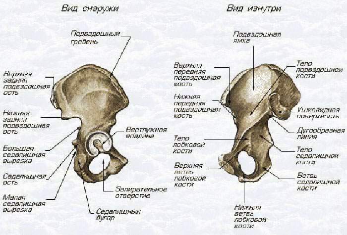 гимнастика при переломе лонной и седалищной кости