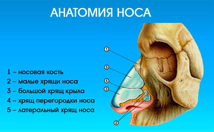 как понять сломан ли нос или ушиб