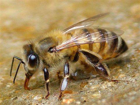 как убрать отек от укуса пчелы на глазу