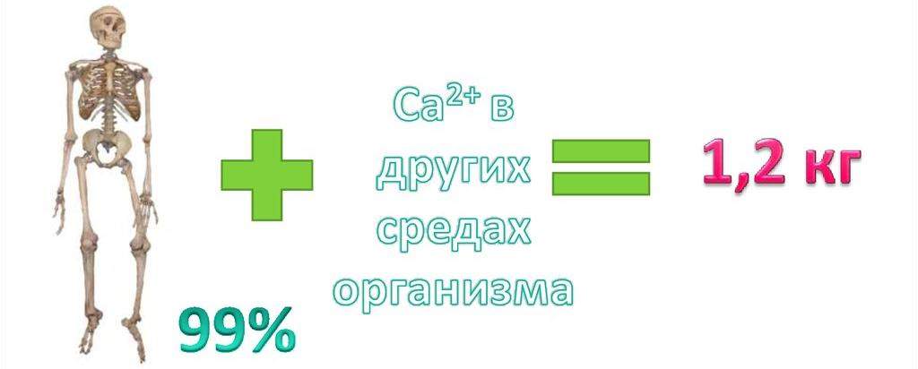 кальций сандоз форте 1000 мг при переломах