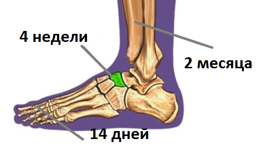 может ли перелом срастись за 10 дней