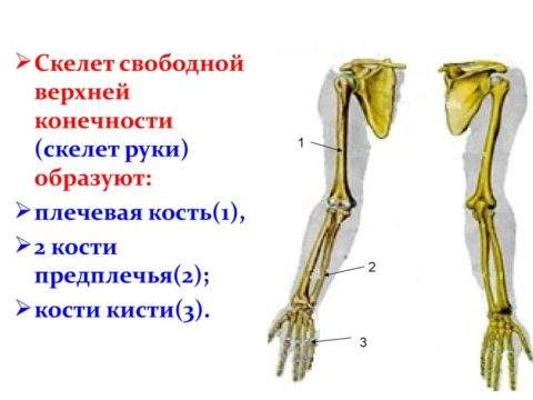 освобождение от физкультуры после перелома лучевой кости