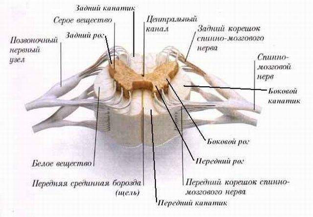 отек головного мозга с вклинением в большое затылочное отверстие