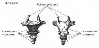 сколько сидят на больничном с переломом копчика