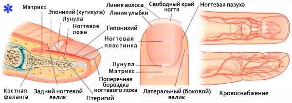 ушиб пальца кисти с повреждением ногтевой пластинки