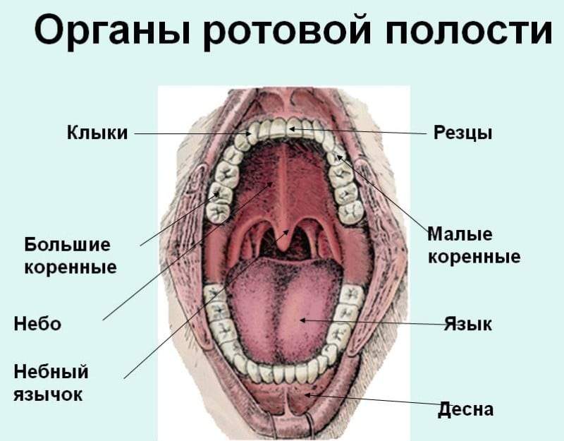 Строение горла фото. Анатомическое строение ротовой полости. Полость рта строение анатомия. Строение ротовойполомти. Строение почтовой полачти.