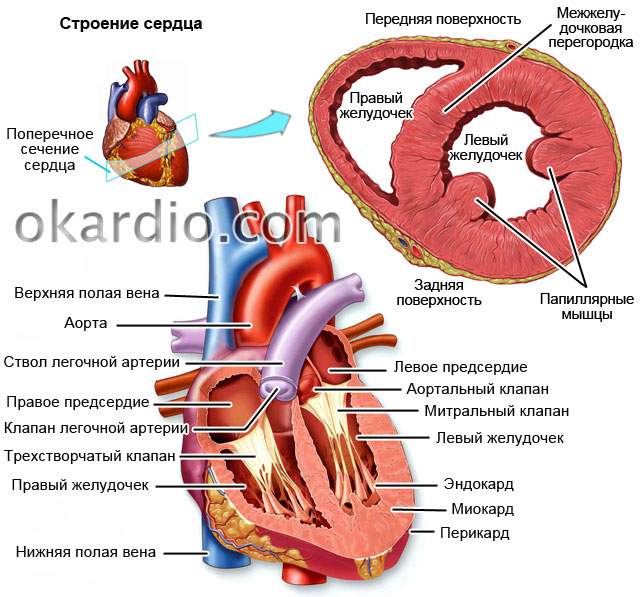 отек легкого при болезни сердца постинфарктный кардиосклероз