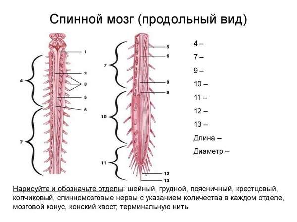 отек спинного мозга позвоночника что это такое