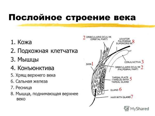 отек верхнего века характерен для поражения какой пазухи