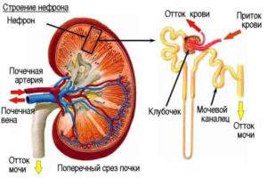 отеки под глазами и боль в пояснице