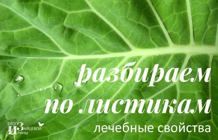 применение капустного листа в народной медицине при отеках