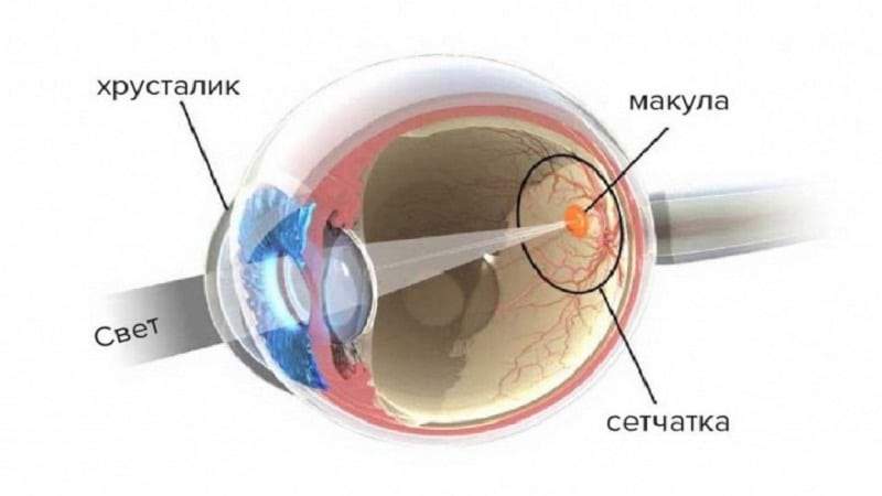 укол в глаз от отека сетчатки глаза где лучше