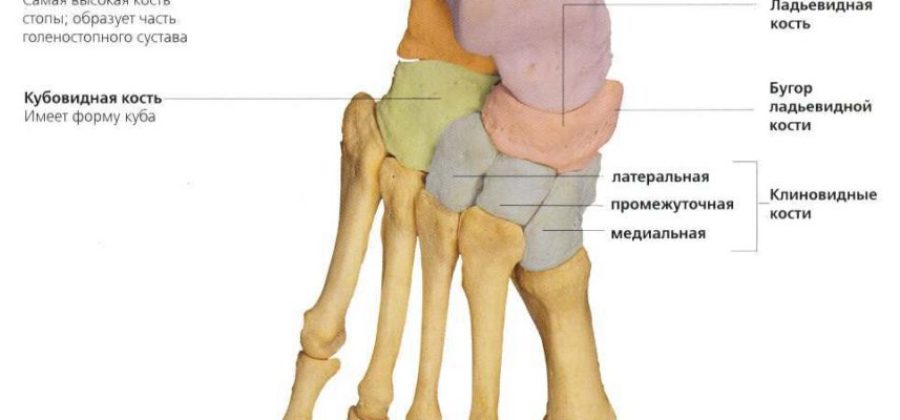 Ушиб ладьевидной кости стопы симптомы и лечение