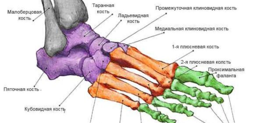 Почему не срастается перелом 5 плюсневой кости?