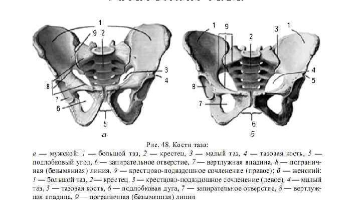 Таз рисунок с подписями