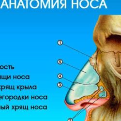 Может ли перелом носа быть без крови