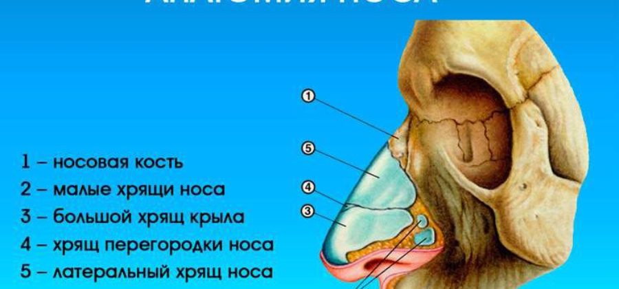 Может ли перелом носа быть без крови