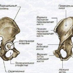 Гимнастика при переломе лонной и седалищной кости