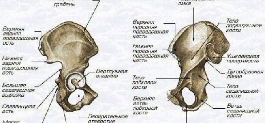 Гимнастика при переломе лонной и седалищной кости