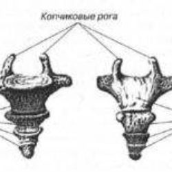 Сколько дней дают больничного с переломом копчика