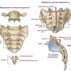 Реабилитация после перелома крестца и лонной кости