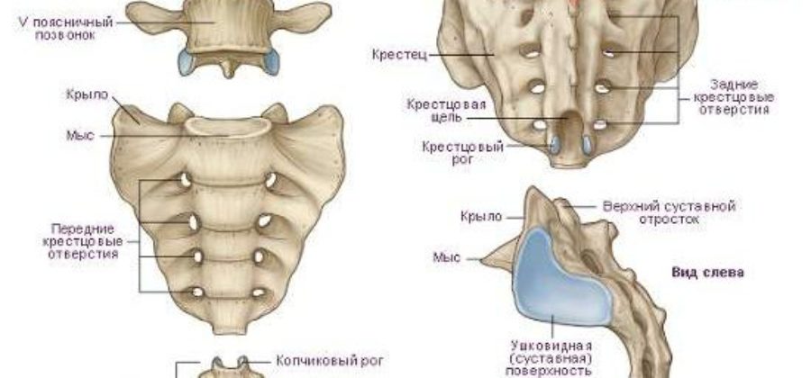 Реабилитация после перелома крестца и лонной кости