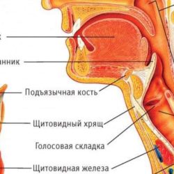 Тактика медсестры при угрозе отека гортани вне лечебного учреждения