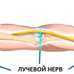 Лучевой нерв руки восстановление. Лучевой нерв анатомия. Лучевой нерв на плече.