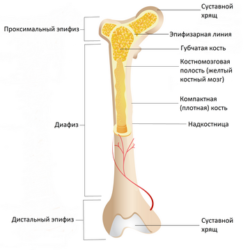 Открытый или закрытый перелом диафиза большеберцовой кости