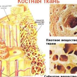 Какие продукты нужно есть при переломе руки?