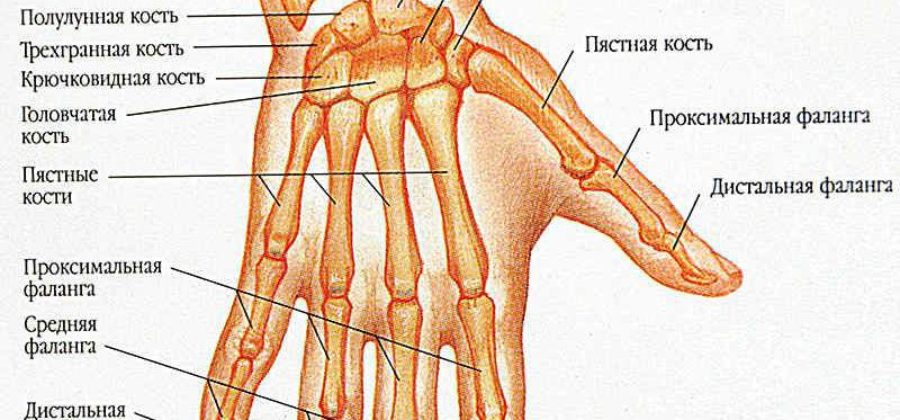 Как вправить вывих большого пальца на руке?