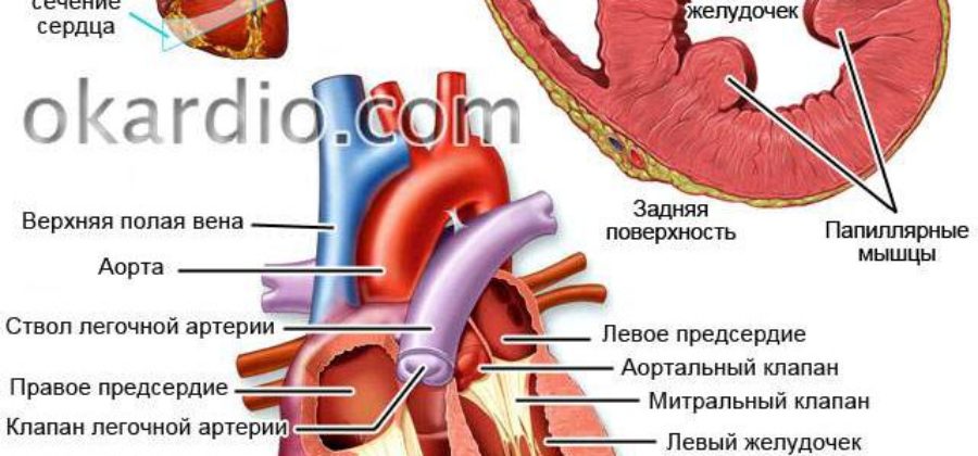 Отек легкого при болезни сердца постинфарктный кардиосклероз