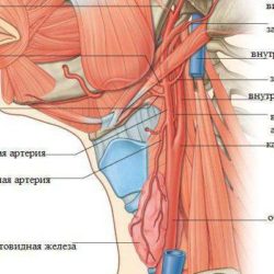 Что будет если не лечить перелом шеи?