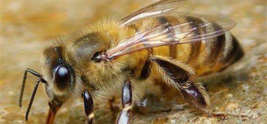 Как убрать отек от укуса пчелы на глазу?