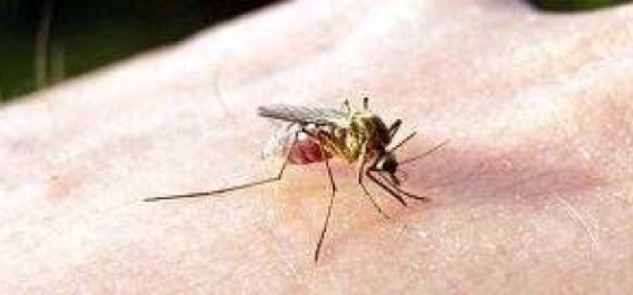 Снять отек от укуса комаров у ребенка в домашних условиях