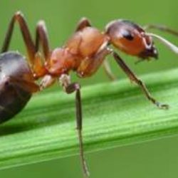 От укуса муравья зуд покраснения и отек что делать